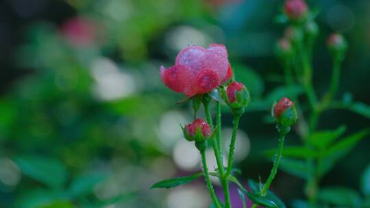 月季 玫瑰 鲜花 露水 露珠 花园