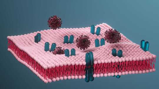 细胞膜与冠状病毒，医学概念，3d渲染。