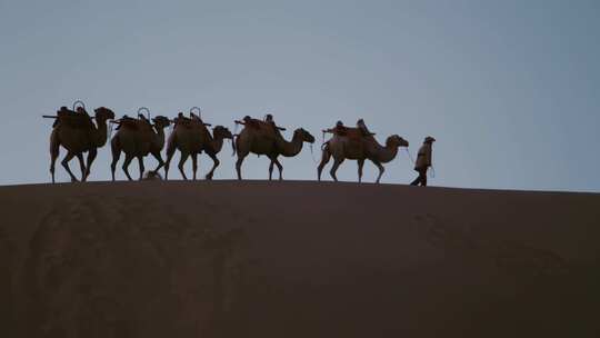 沙漠骆驼队视频素材模板下载