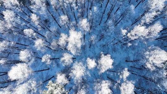 雪地森林俯拍大兴安岭雪松