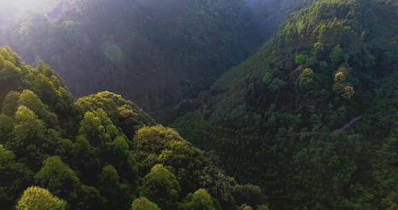 航拍大山风景森林林场早晨阳光美丽自然素材