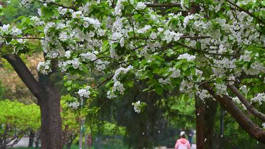 春天白色海棠花花瓣凋落视频素材模板下载