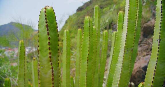 仙人掌，植被，植物，特内里费岛