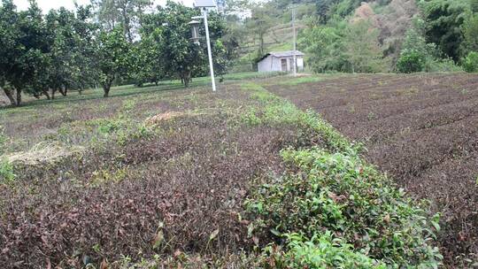 大旱旱情茶园茶树茶叶灾情灾害旱灾