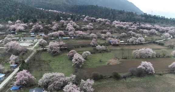 林芝 西藏 林芝桃林 桃花