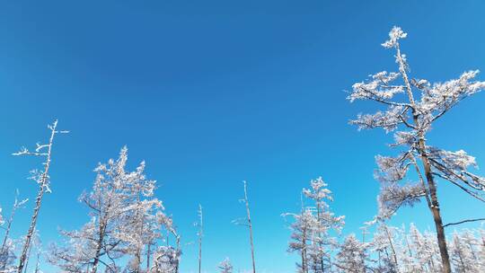 林海雪原银色松林