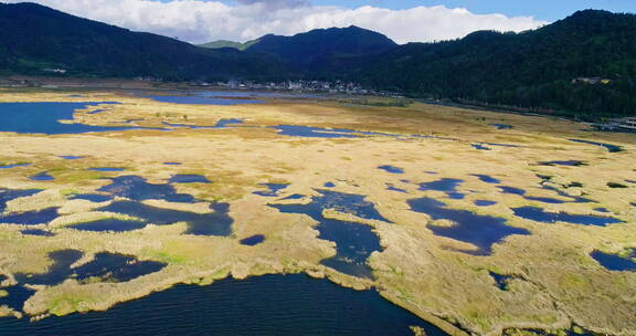 云南腾冲 北海湿地 冬季金黄水草