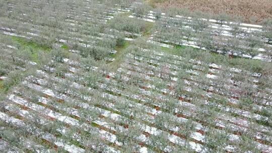 洛川苹果产地