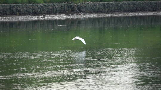 在湖面上自由飞行的白鹭