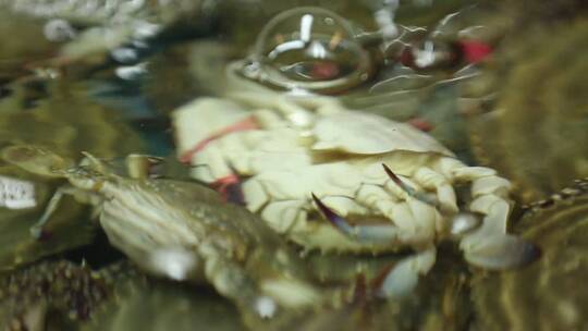 海鲜市场卖飞蟹梭子蟹 (5)