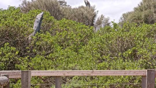 澳大利亚墨尔本海边木栈道栏杆树林