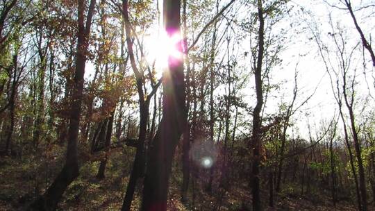 阳光透过森林的树干