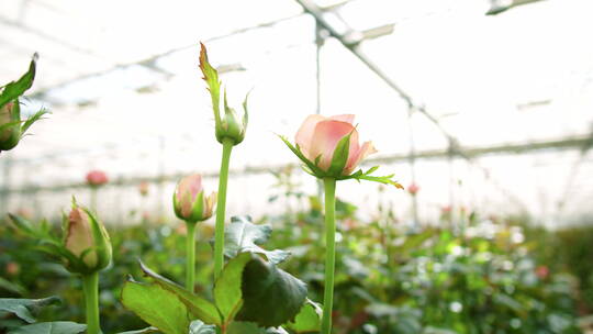 温室中的玫瑰花特写镜头
