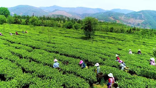 茶园梯田 茶农采茶