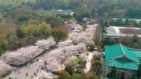 航拍武汉大学樱花盛开