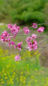 春日里桃花绽放