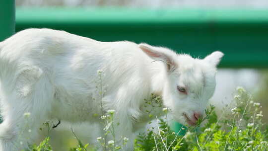 春天小羊羔觅食吃草山羊家畜
