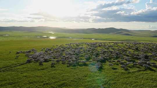 呼伦贝尔草原夏季牧场羊群马群视频素材模板下载