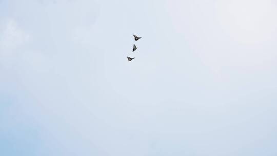 三只凤尾蝶相互追逐空中飞舞慢镜头