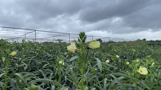 种植秋葵4K实拍视频