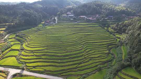 山川丘陵农业种植金黄稻田梯田航拍