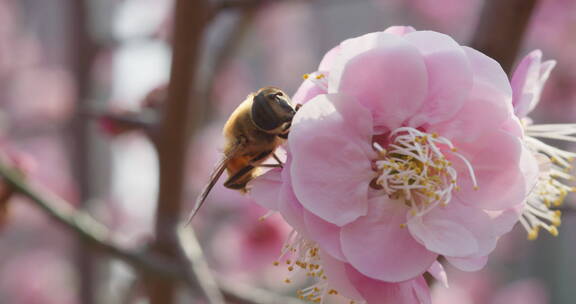 盛开花朵蜜蜂采蜜蝴蝶飞舞
