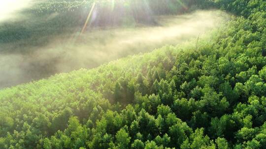 航拍绿色树林晨雾阳光