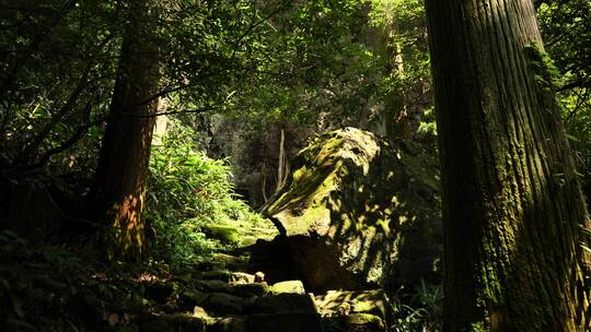 杭州临安西天目山的百年老树和森林