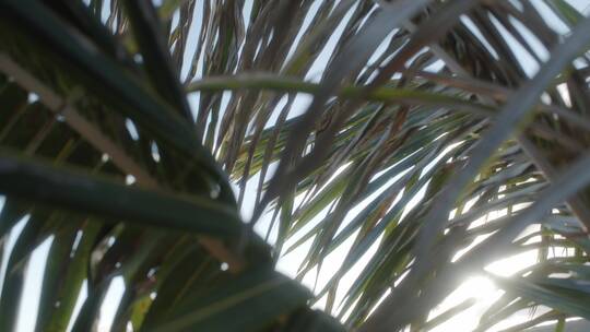 椰子树的叶子特写镜头