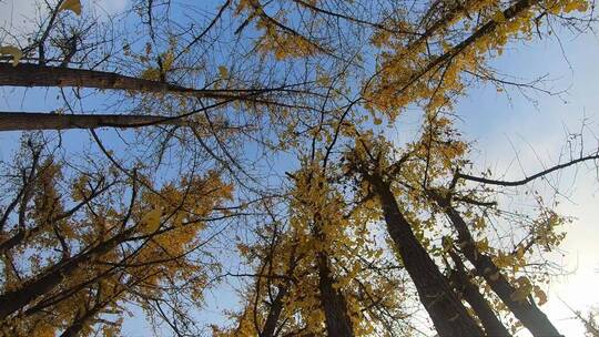 升格摄影深秋的风中银杏叶缓缓落叶