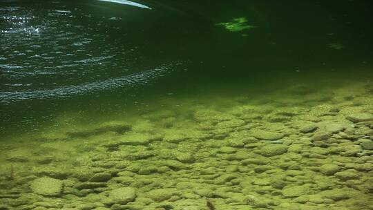 清澈水面视频绿色清澈见底小池塘