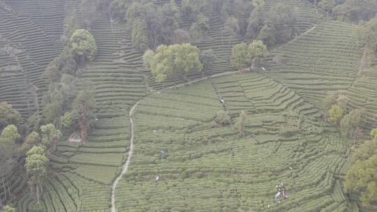 杭州西湖梅家坞茶园茶山