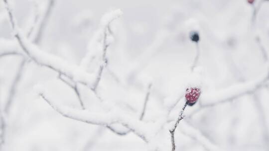 林地积满雪的树枝景观