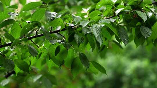 雨中绿色的樱花树树叶清新自然