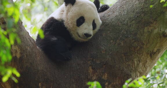 树上国宝大熊猫特写