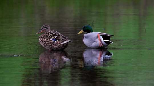 在水里休息的两只鸭子