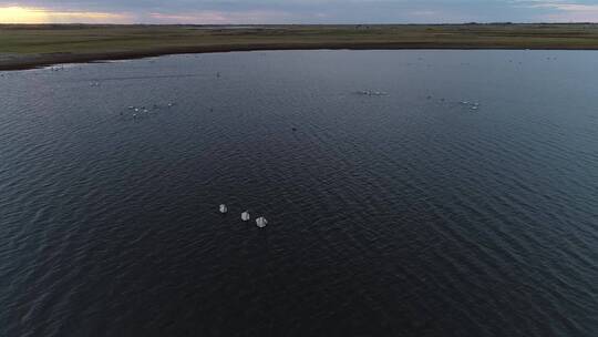 内蒙古呼伦贝尔草原湿地上的水鸟、天鹅、
