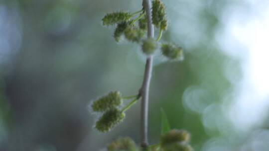 花花草草视频素材模板下载