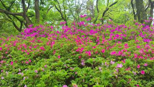 湖北武汉东湖磨山景区杜鹃花盛开