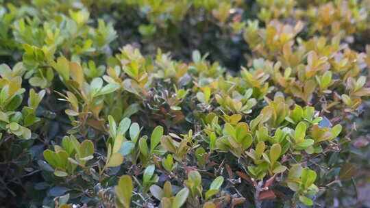 植物 绿色 盆栽 养殖