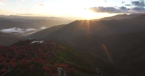 冬日大理无量山樱花谷日落茶园