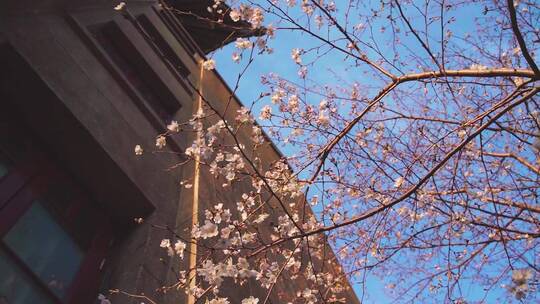 武汉大学春天满树的樱花