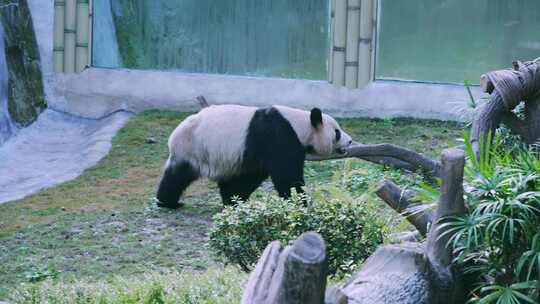 动物园大熊猫行走打滚视频素材模板下载