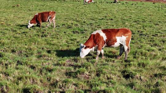 牛在草地上吃草