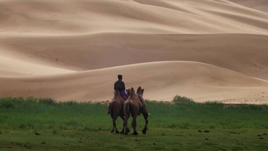 蒙古人在戈壁沙漠训练骆驼