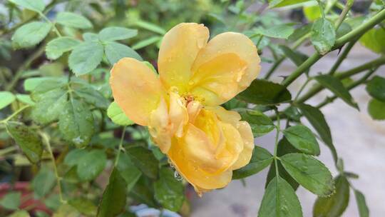 雨中唯美月季花花瓣