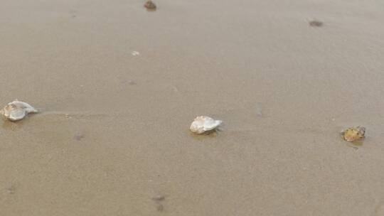 沙滩上海水冲刷贝壳，赶海