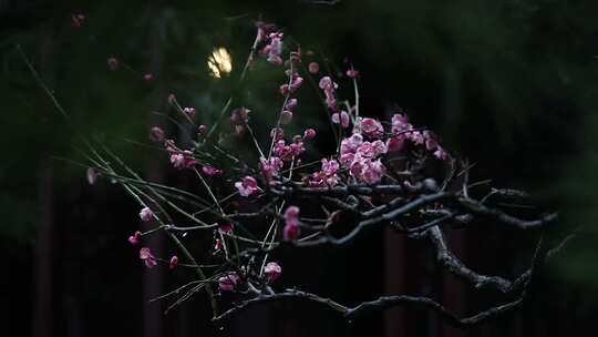 细雨霏霏，花瓣如雪（苏州网师园）