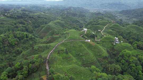 四川春天雅安大地指纹茶园茶山航拍合集