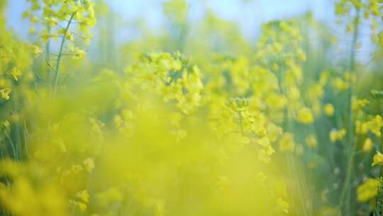 油菜花唯美意境春暖花开